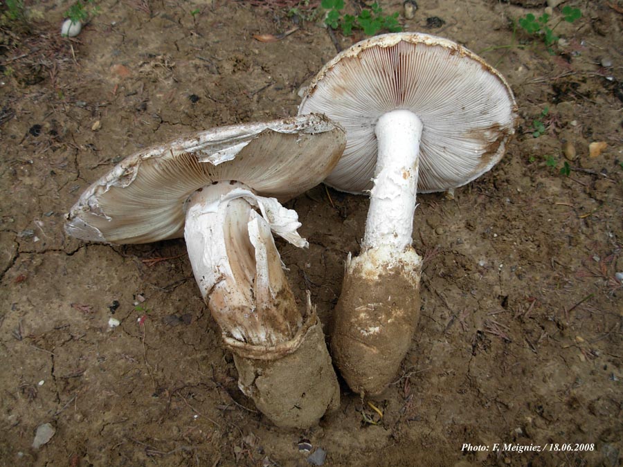 Amanita ovoidea