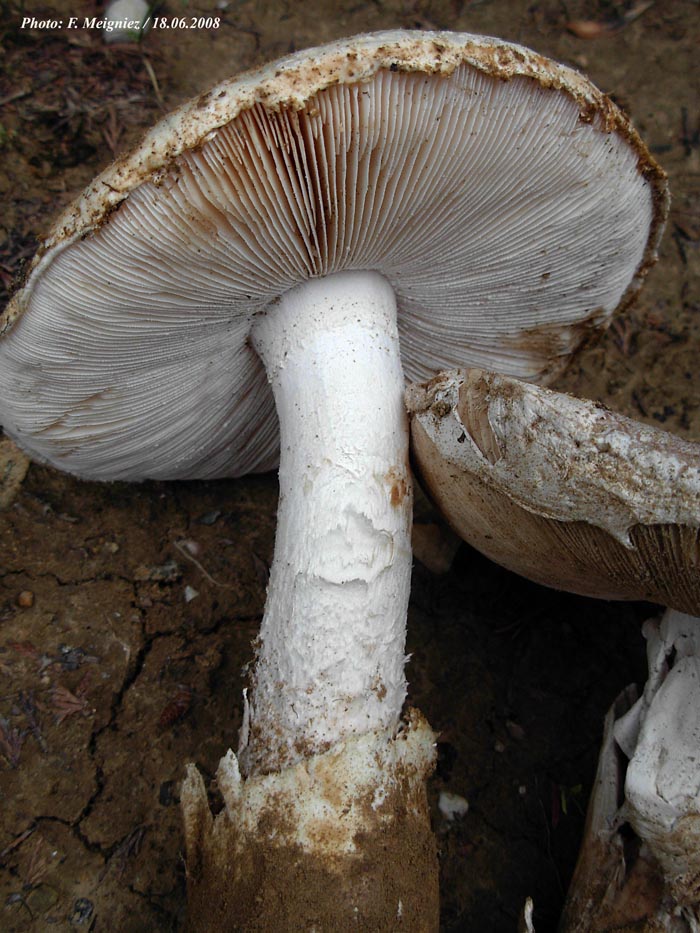 Amanita ovoidea