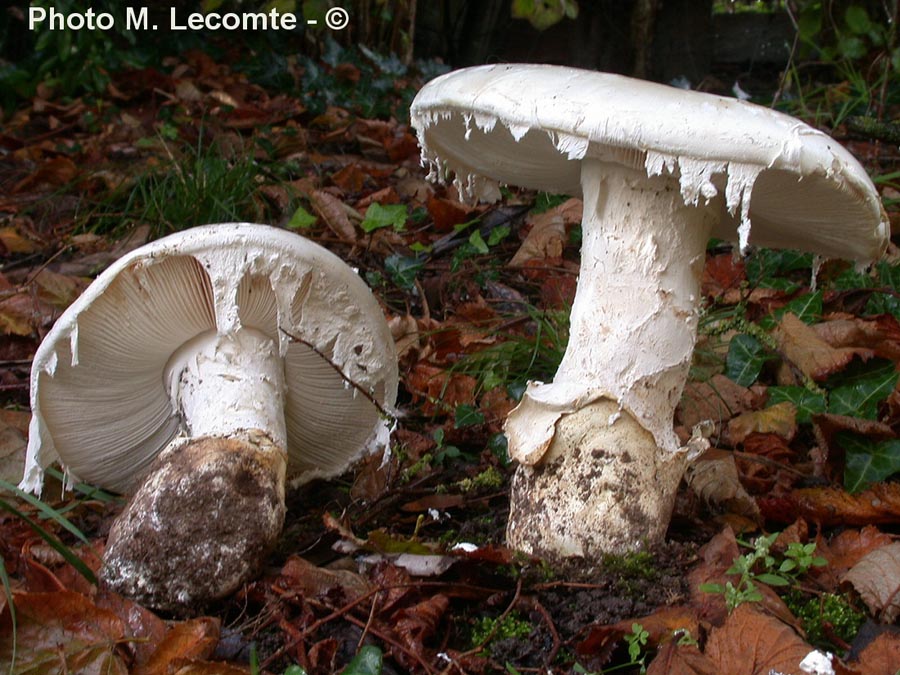 Amanita ovoidea