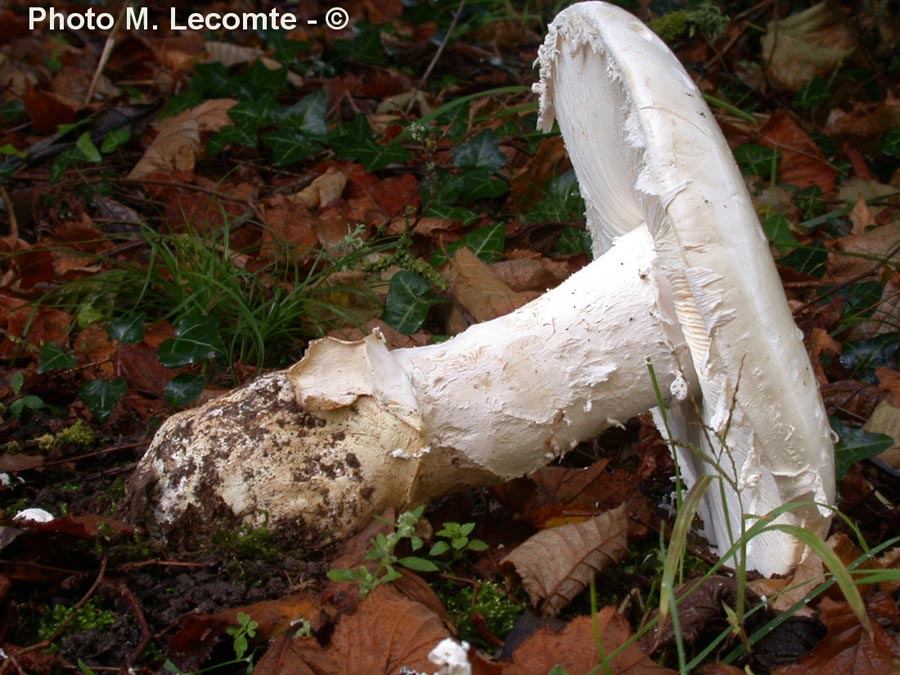 Amanita ovoidea