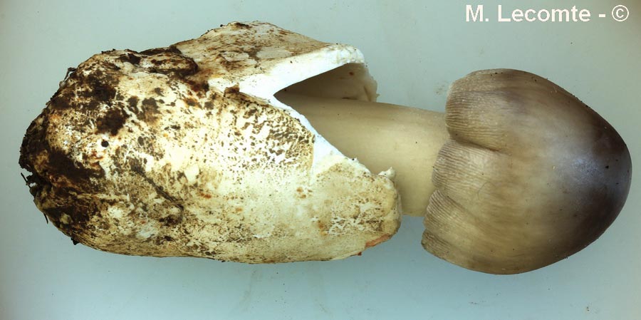 Amanita pachyvolvata