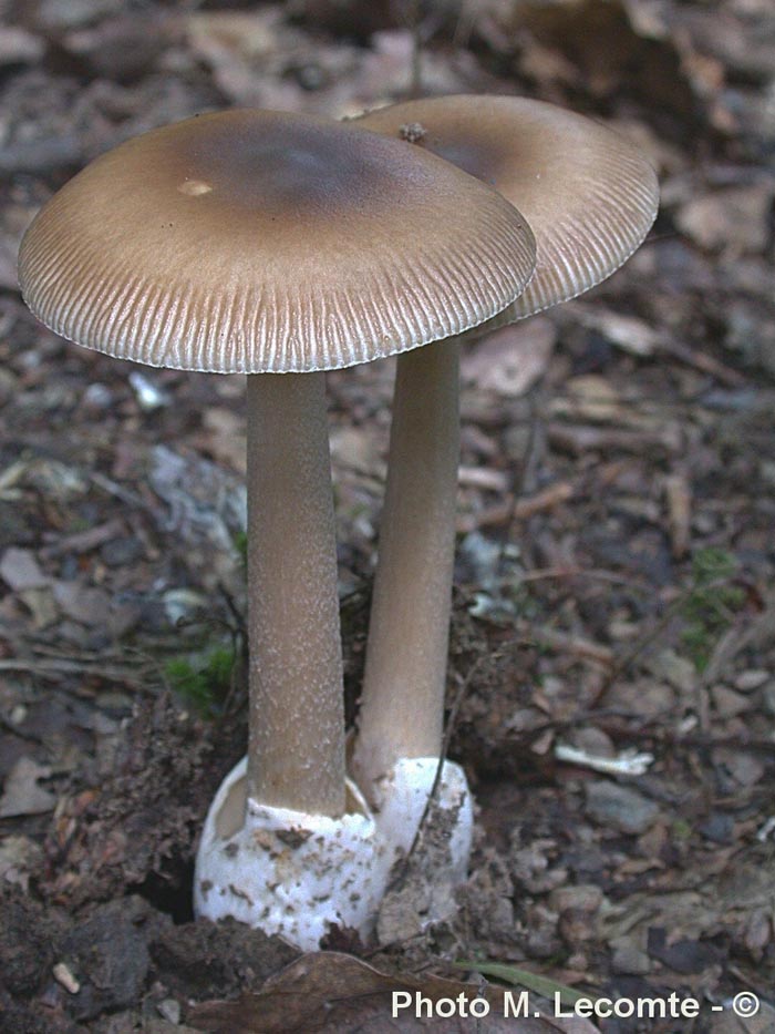 Amanita pachyvolvata