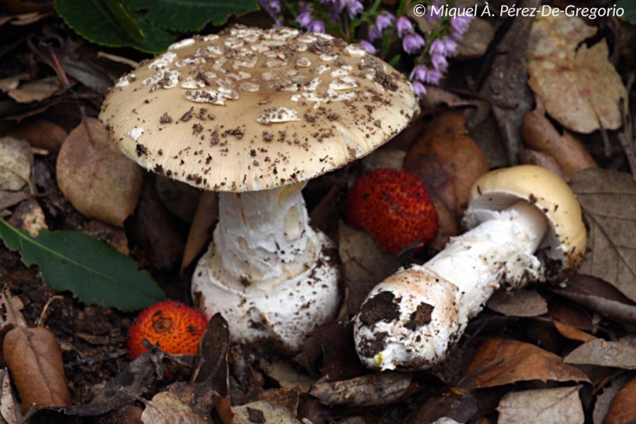 Amanita pantherina var. mediterranea