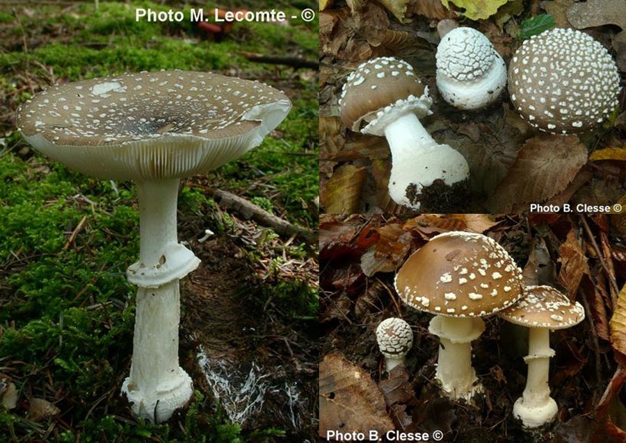 Amanita pantherina