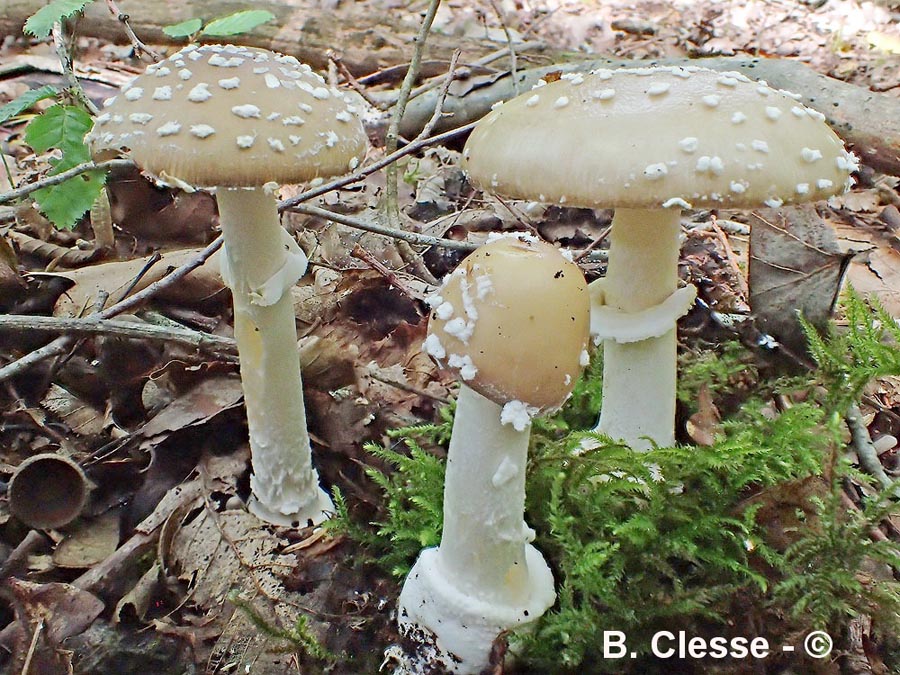 Amanita pantherina