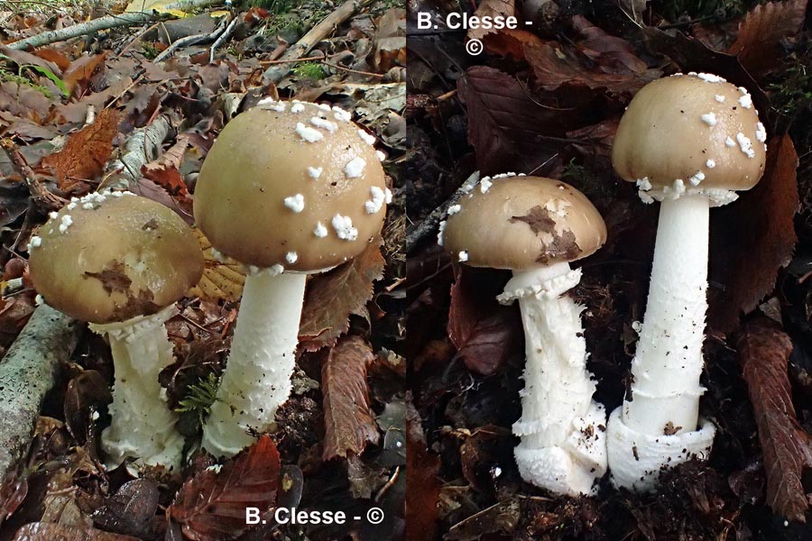 Amanita pantherina