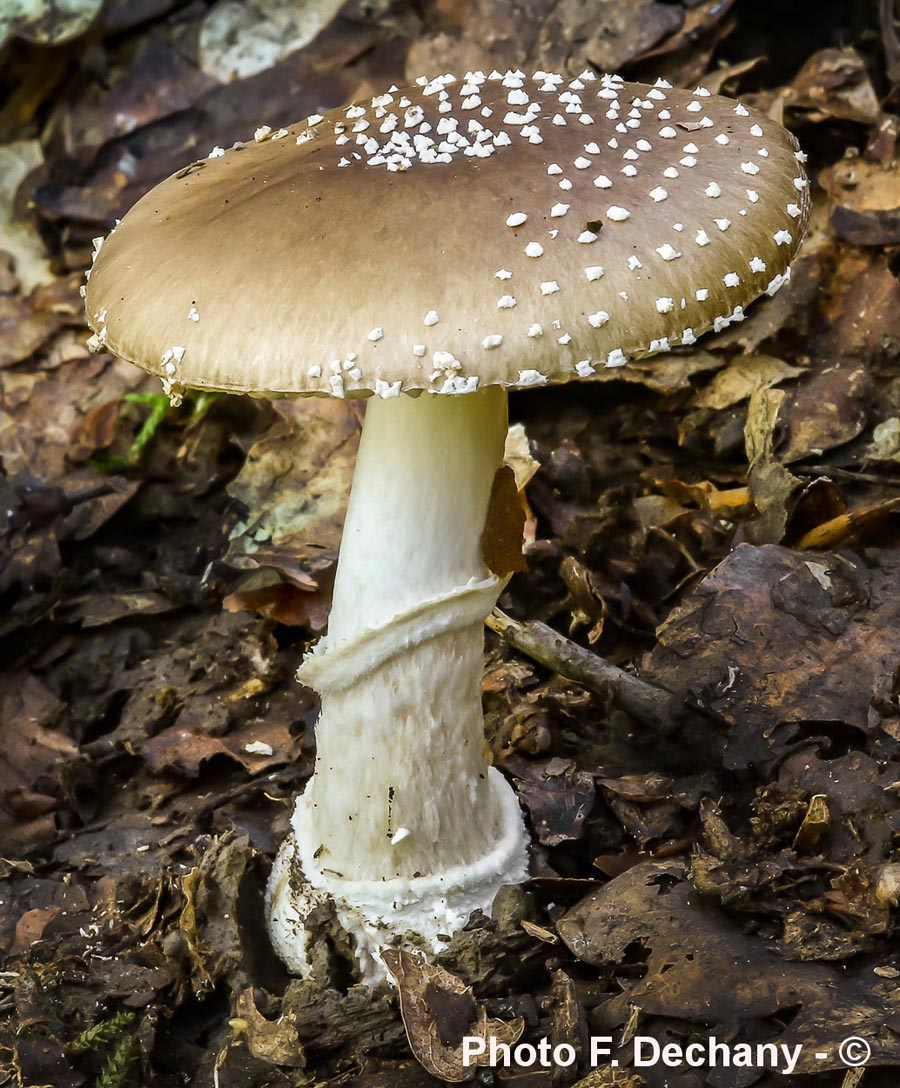 Amanita pantherina