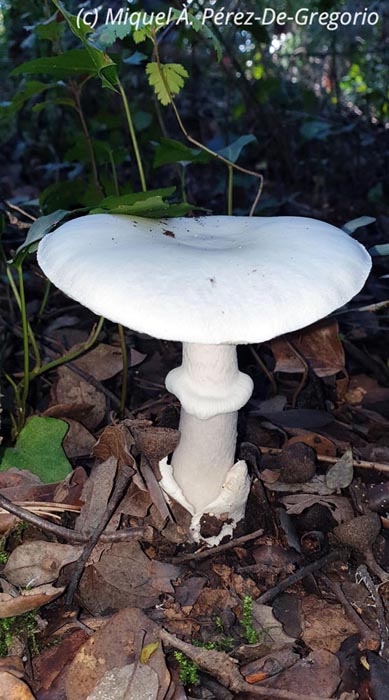 Amanita phalloides var. alba