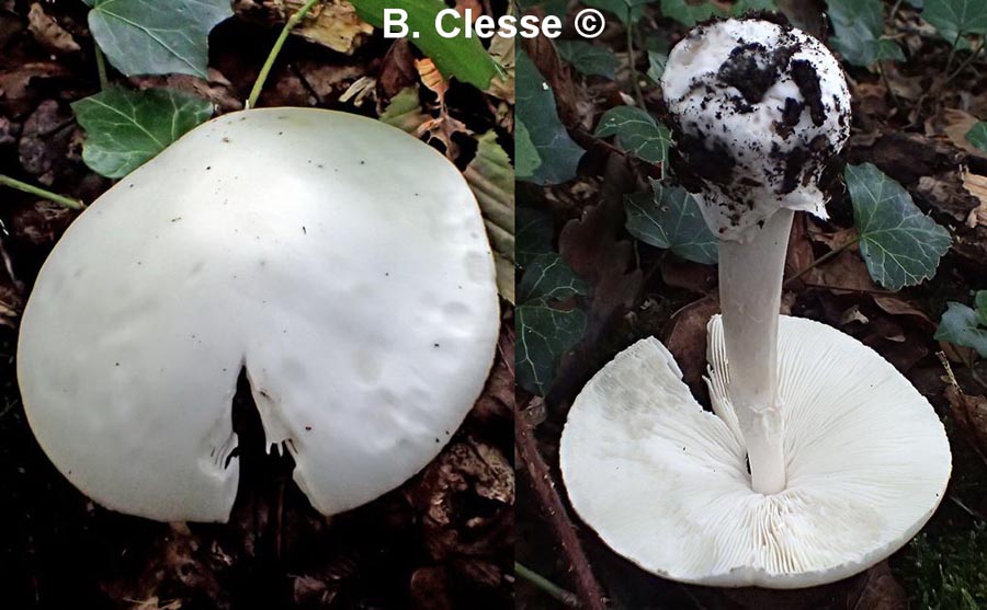 Amanita phalloides var. alba