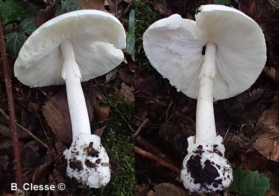 Amanita phalloides var. alba