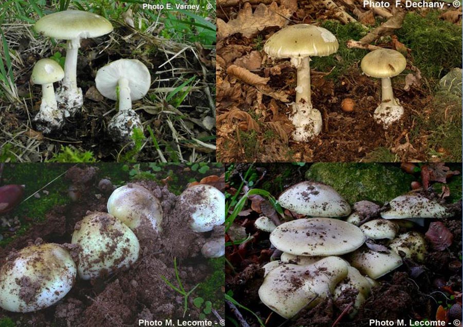 Amanita phalloides