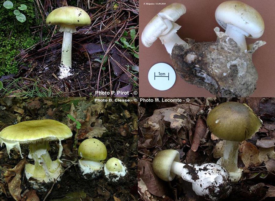 Amanita phalloides