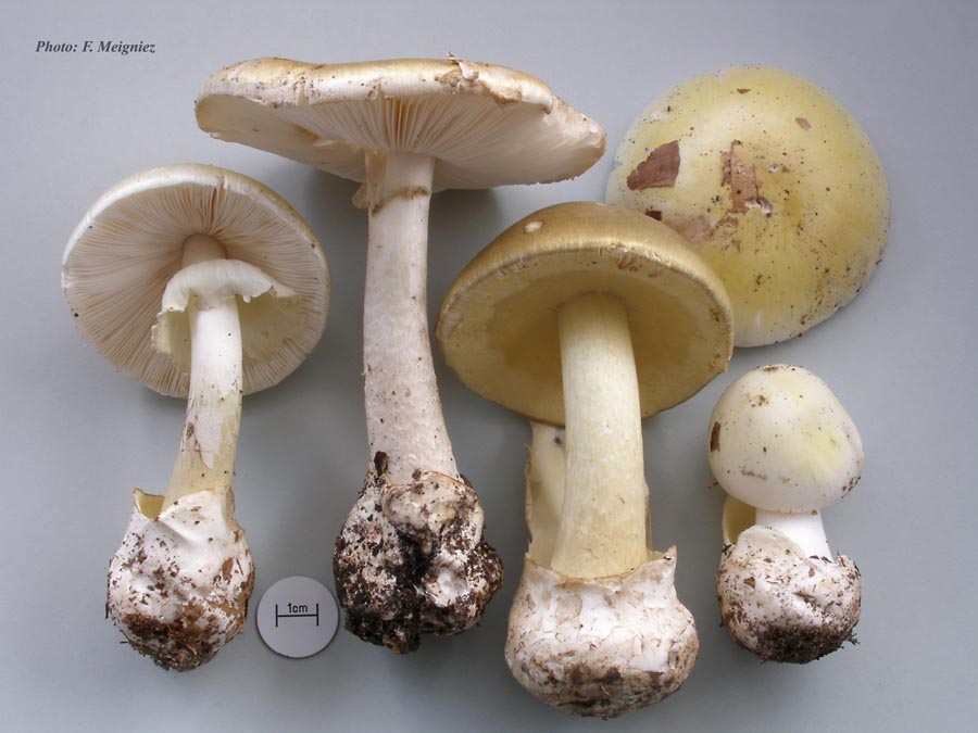 Amanita phalloides