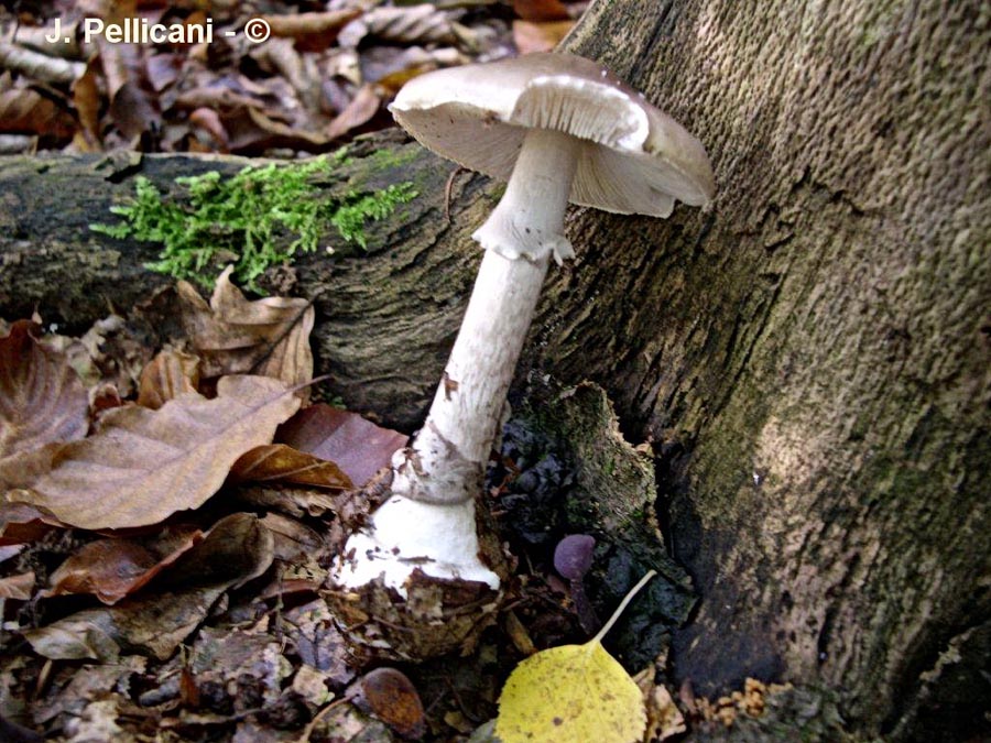 Amanita porphyria