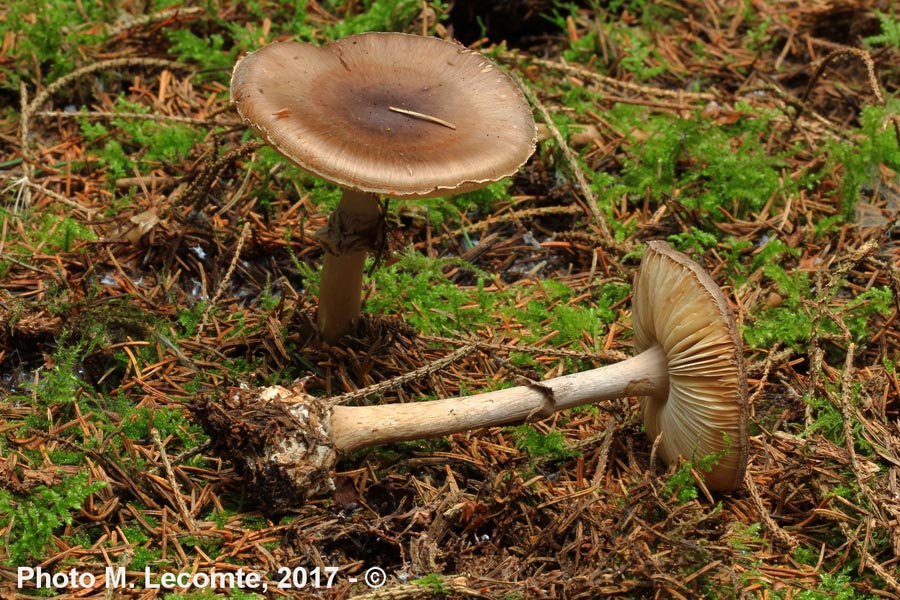 Amanita porphyria