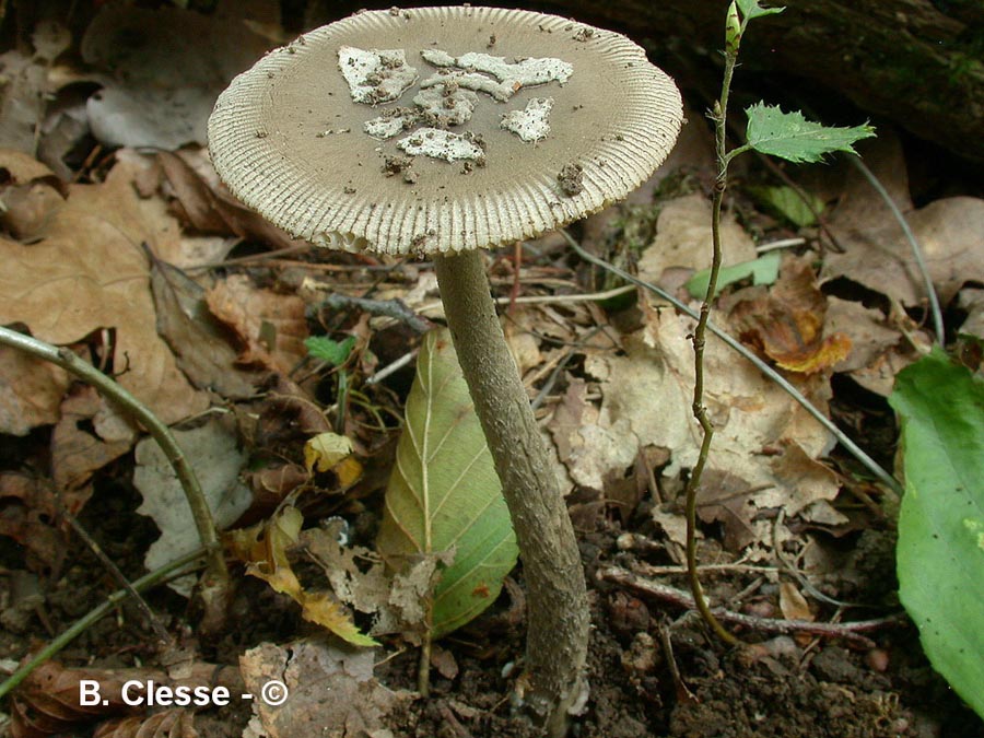 Amanita pseudofriabilis