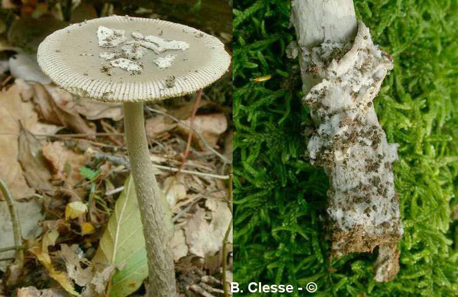 Amanita pseudofriabilis