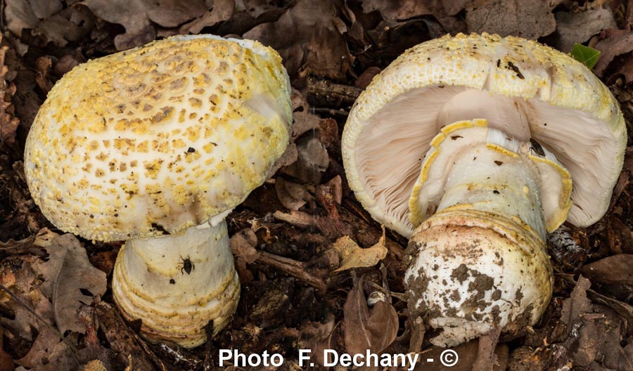 Amanita rubescens var. annulosulfurea