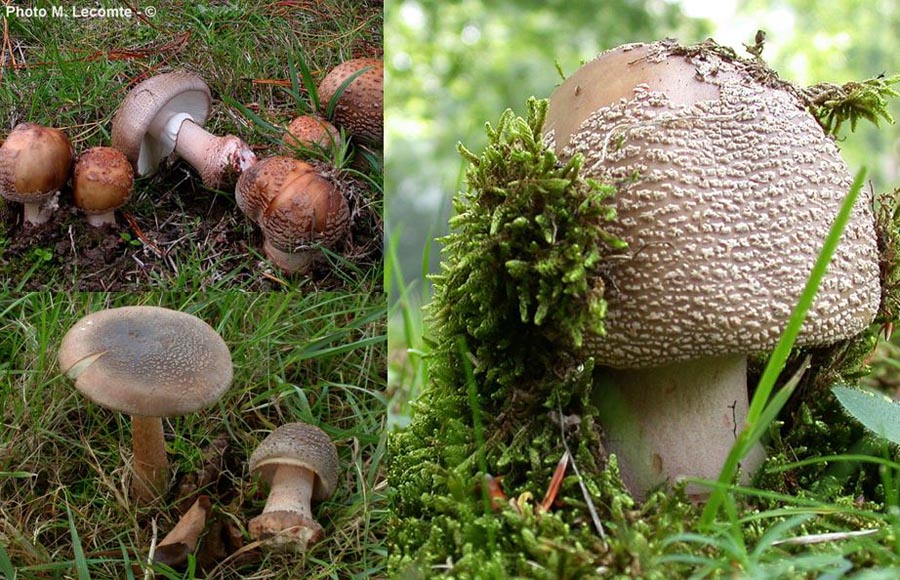 Amanita rubescens