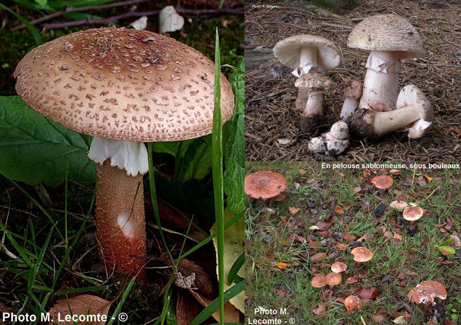 Amanita rubescens