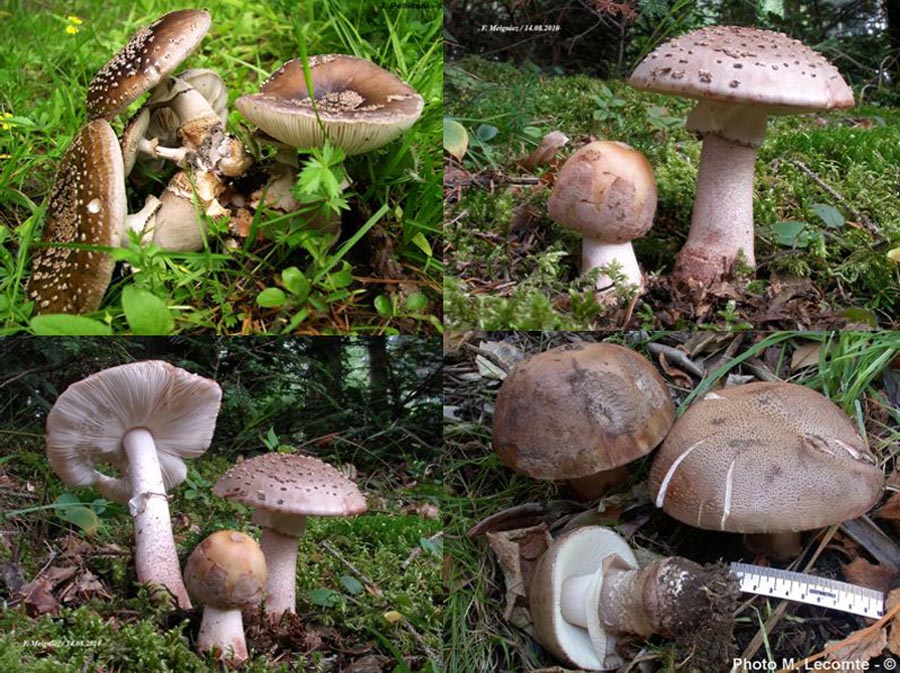 Amanita rubescens