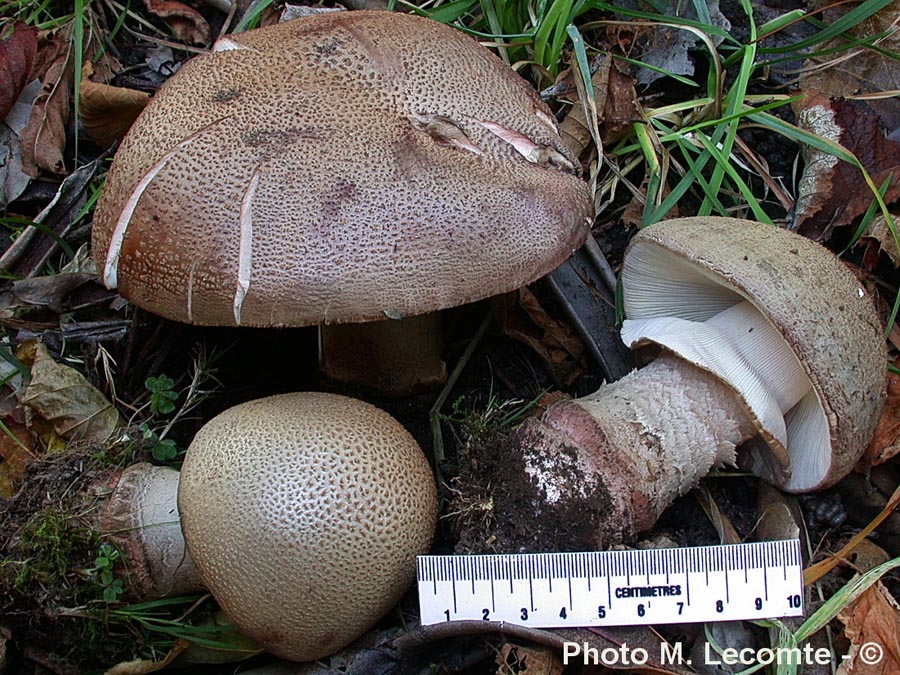 Amanita rubescens