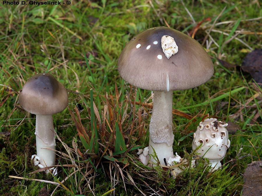 Amanita simulans