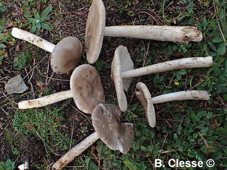 Amanita simulans