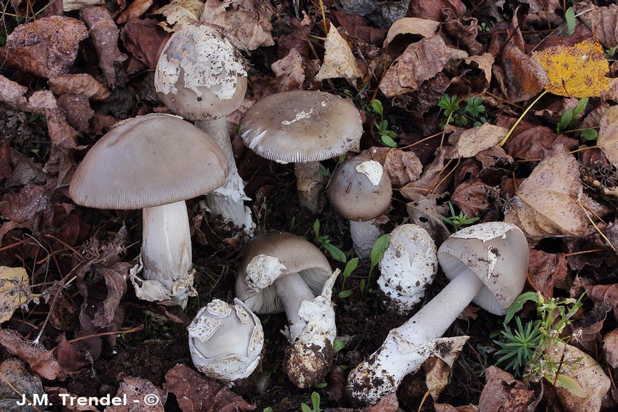 Amanita simulans