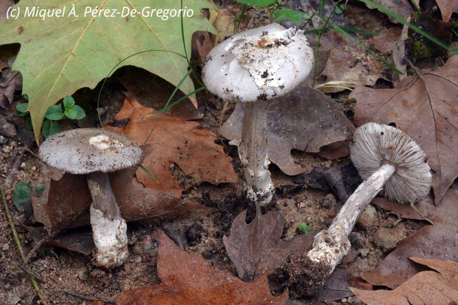 Amanita simulans