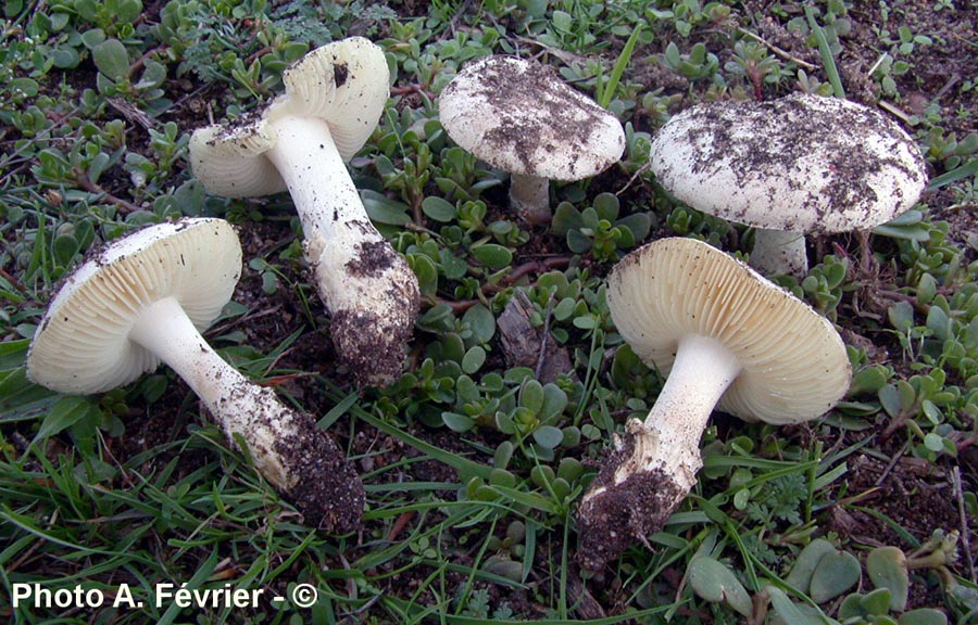 Amanita singeri