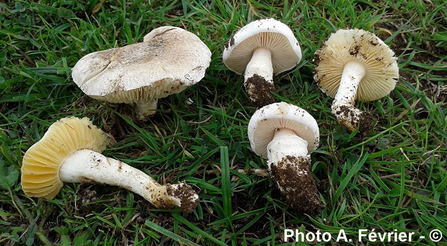 Amanita singeri