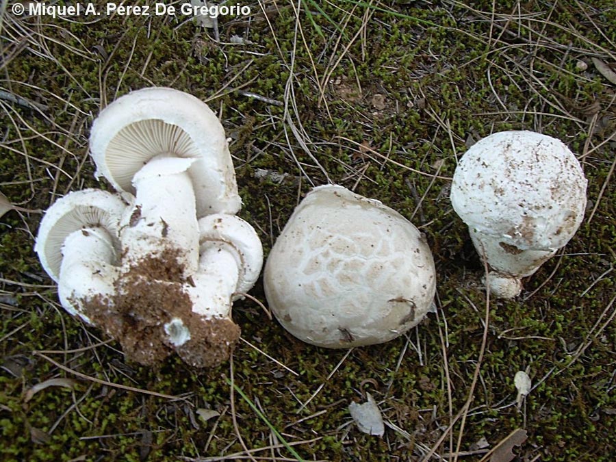 Amanita singeri