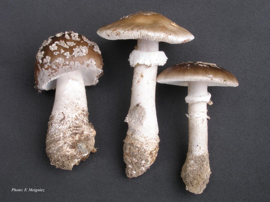 Amanita spissa