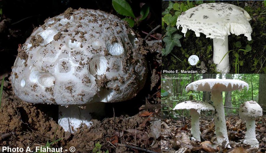 Amanita strobiliformis