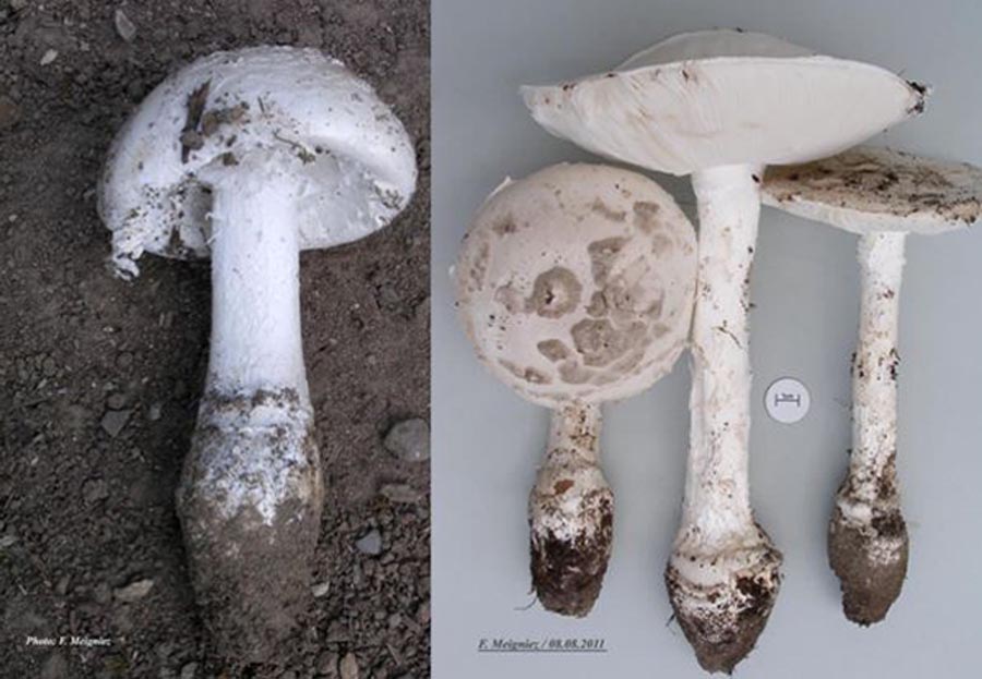 Amanita strobiliformis