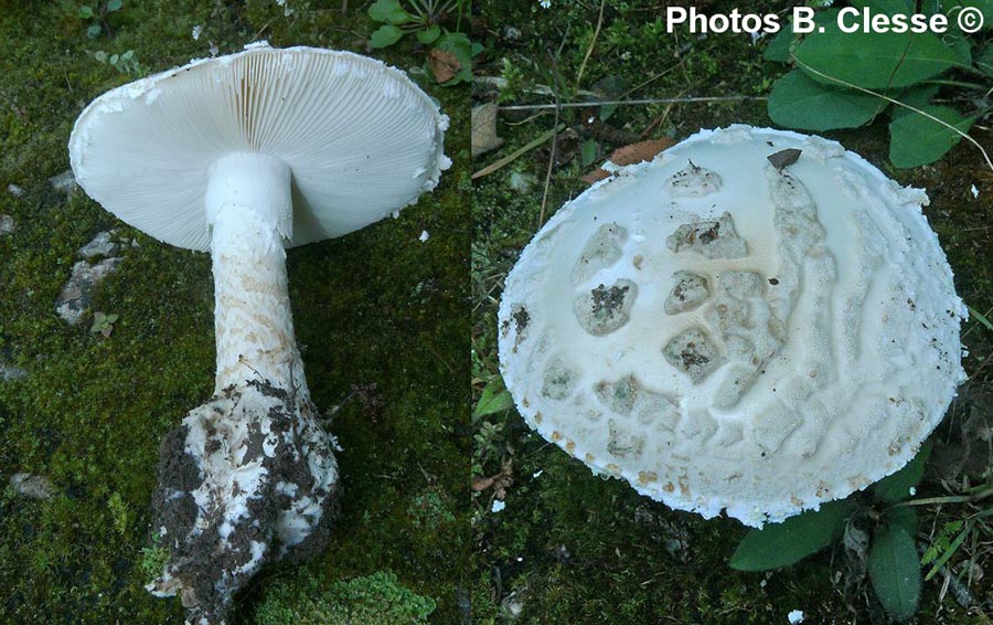 Amanita strobiliformis