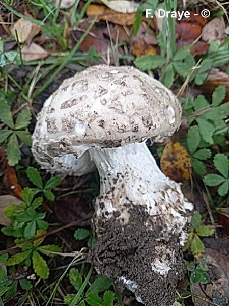 Amanita strobiliformis