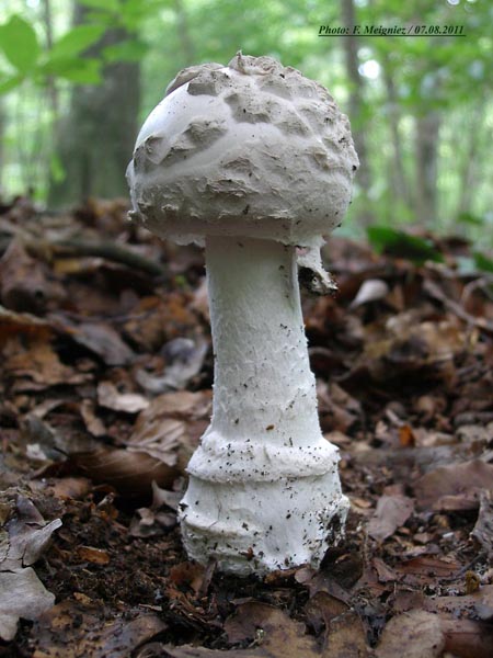 Amanita strobiliformis