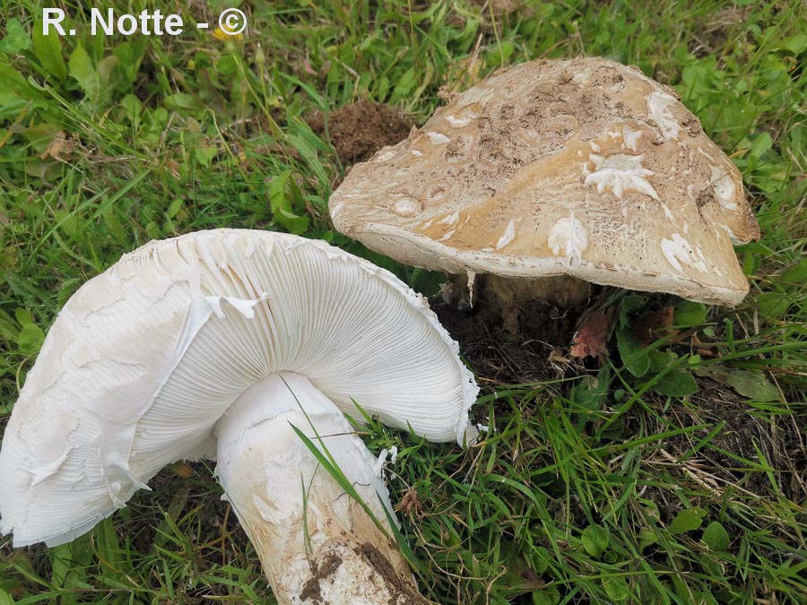 Amanita strobiliformis