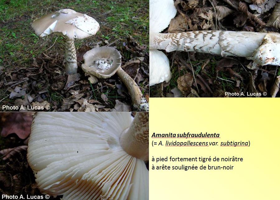 Amanita subfraudulenta