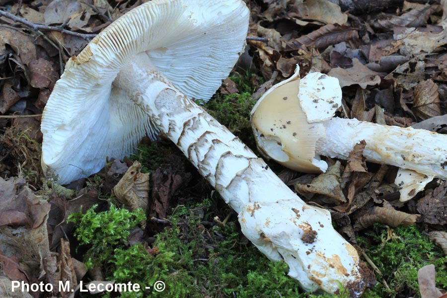 Amanita subfraudulenta