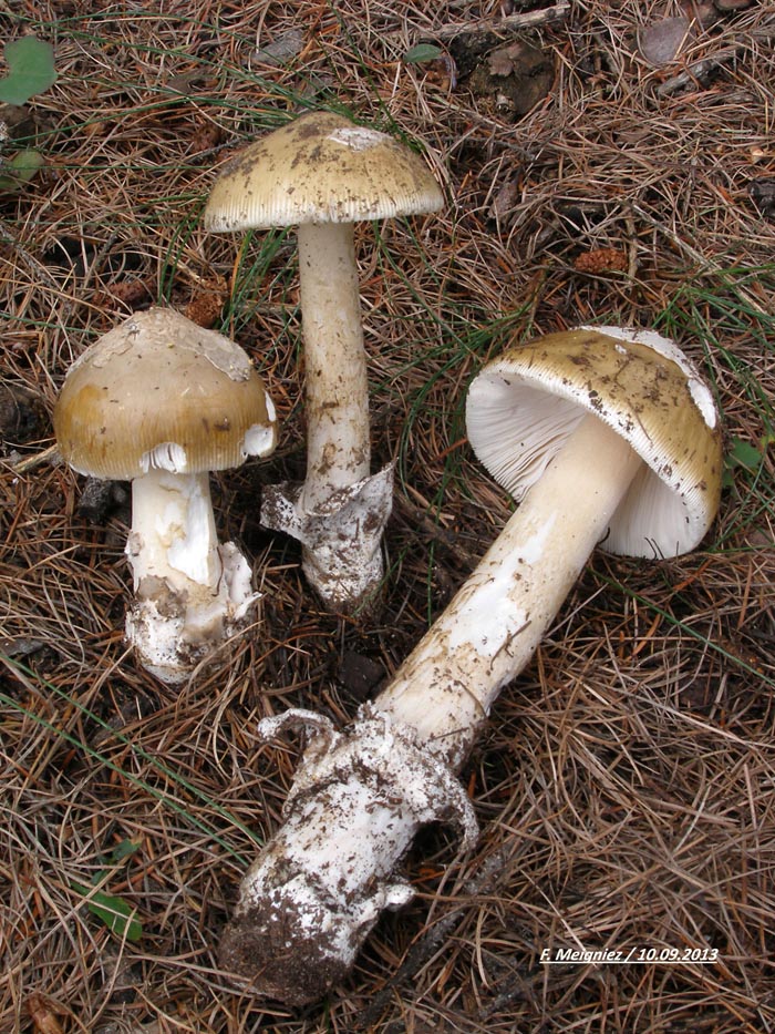 Amanita submembranacea