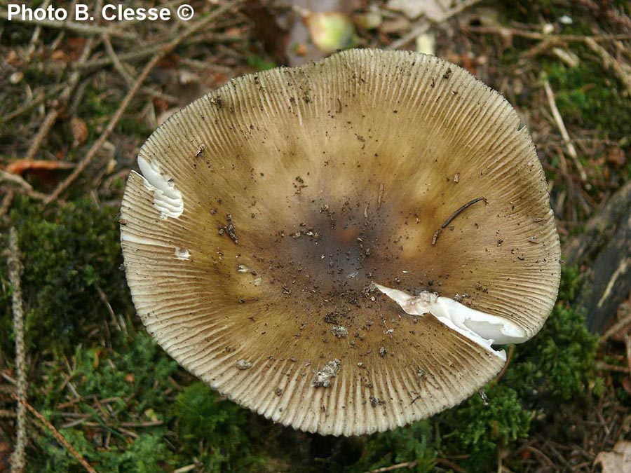 Amanita submembranacea