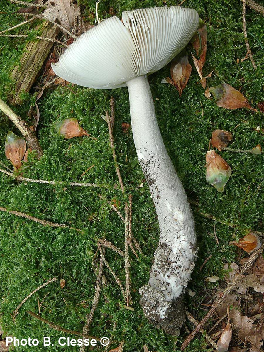 Amanita submembranacea