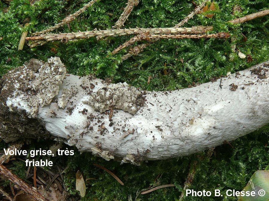 Amanita submembranacea