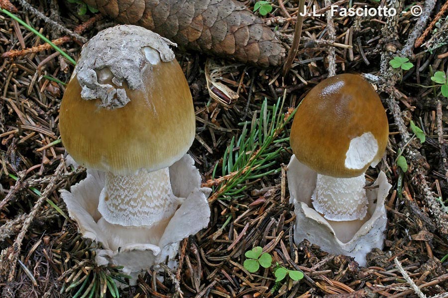 Amanita submembranacea