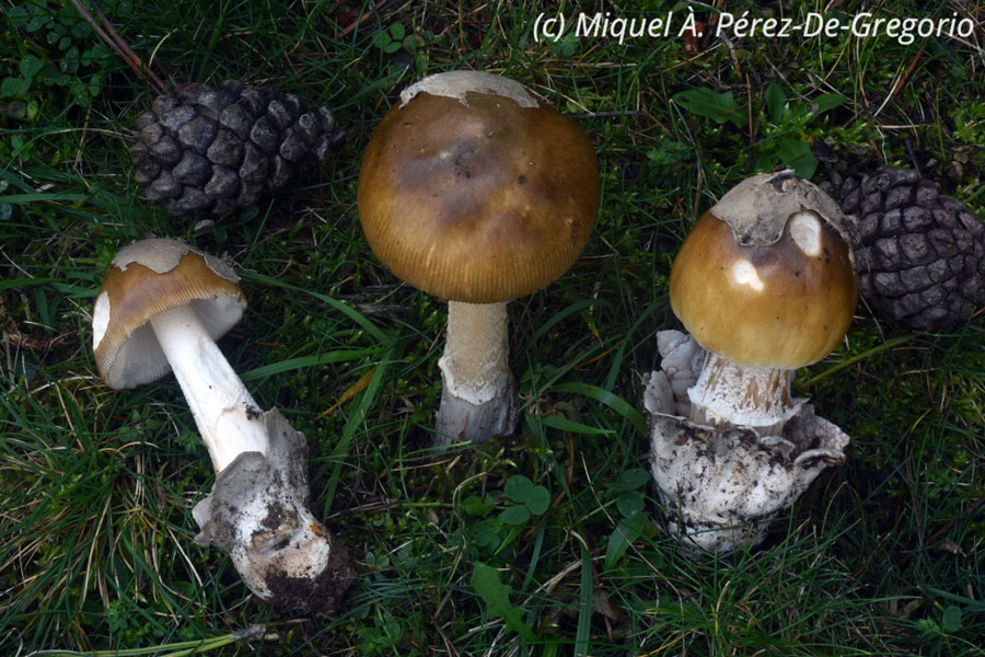 Amanita submembranacea