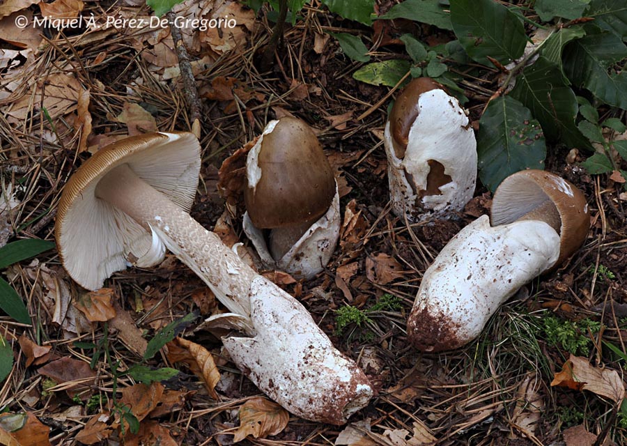 Amanita submembranacea