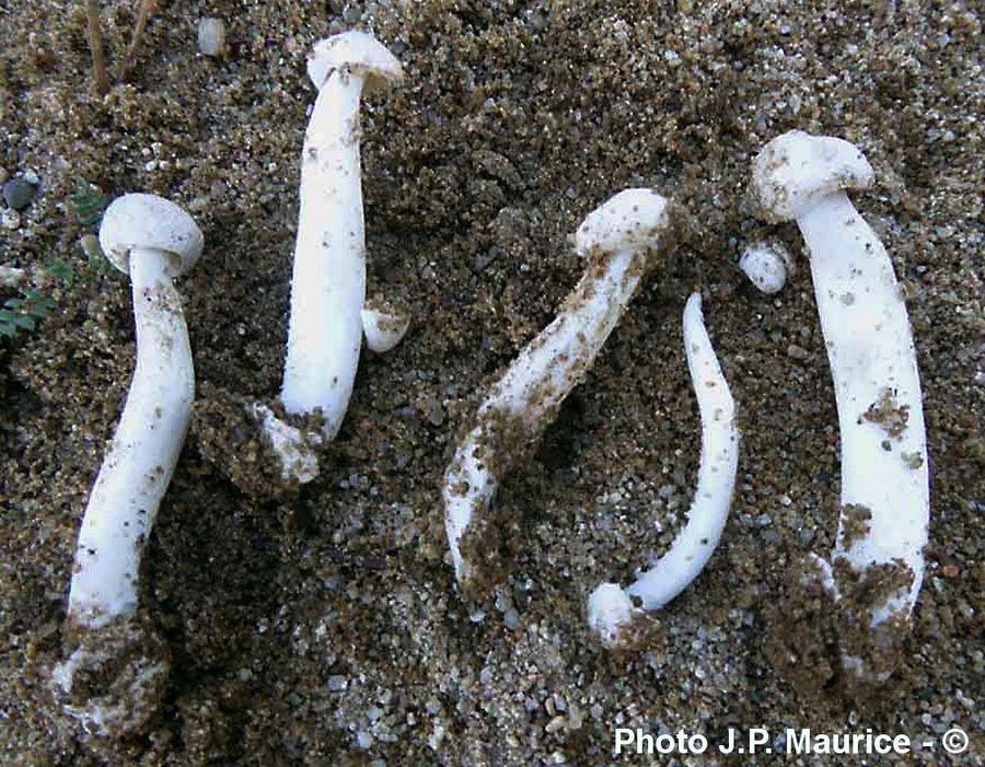 Amanita torrendii